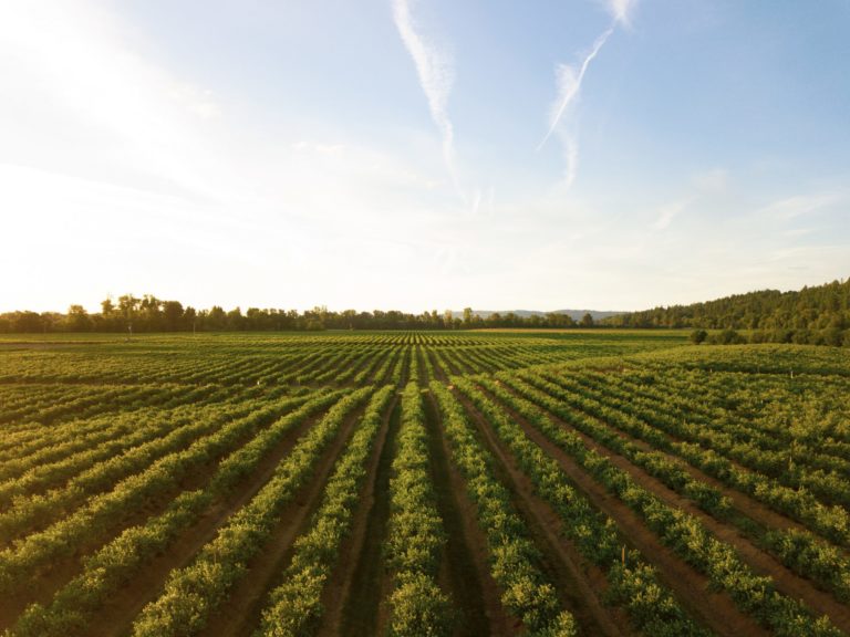Image of rolling green fields in Kansas. Contact us today for a consultation.